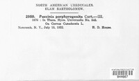 Puccinia porphyrogenita image